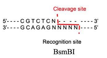 bsmbi restriction site.